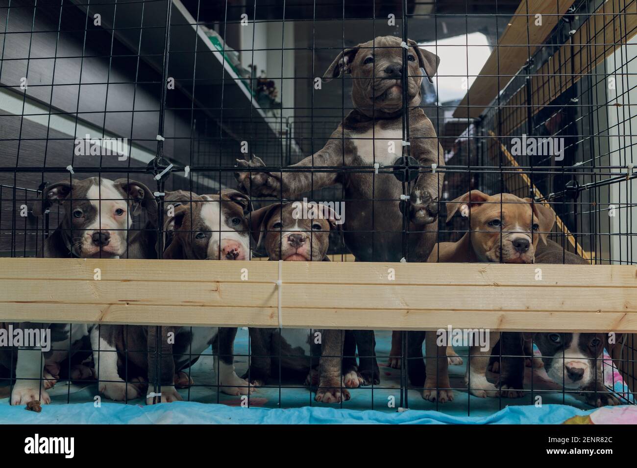 Pitbull puppies deals animal shelter