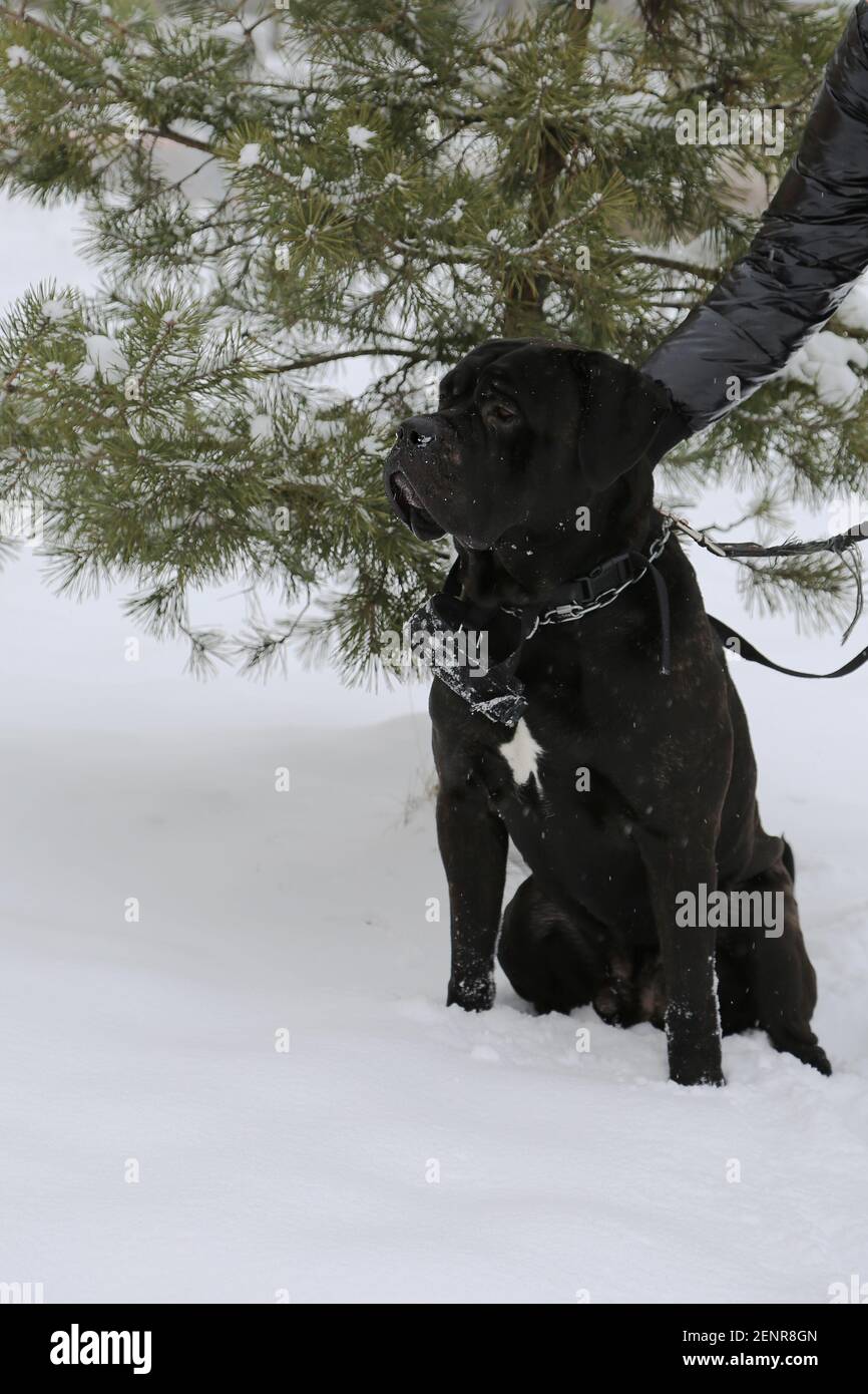 A large dog sits near a pine tree in winter. A pet in the background of snow. Close up. A purebred pet with its owner on a walk on a winter day. Cane Stock Photo