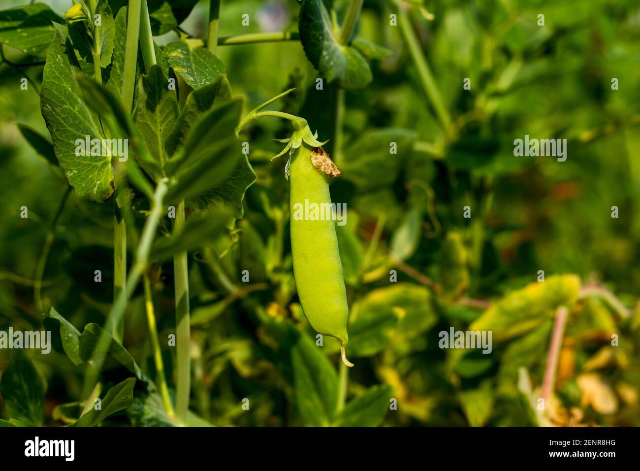 Pisum sativum or Peas are an annual cool-season legume Pea is an annual herbaceous plant with racemose inflorescences arising from the leaf axils, it Stock Photo