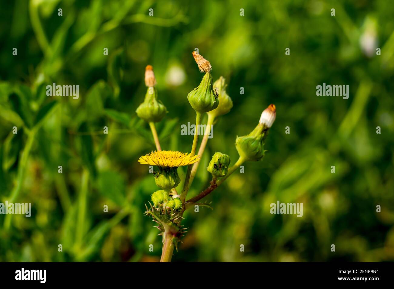 Laiteron rude hires stock photography and images Alamy