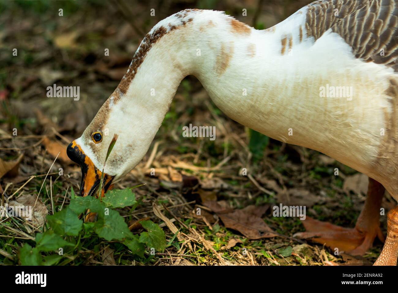 The Freckled Duck or Stictonetta naevosa, Anserini is a tribe of ducks containing the geese and swans, tribe Stictonettini, Ducks, Geese, and Swans Stock Photo
