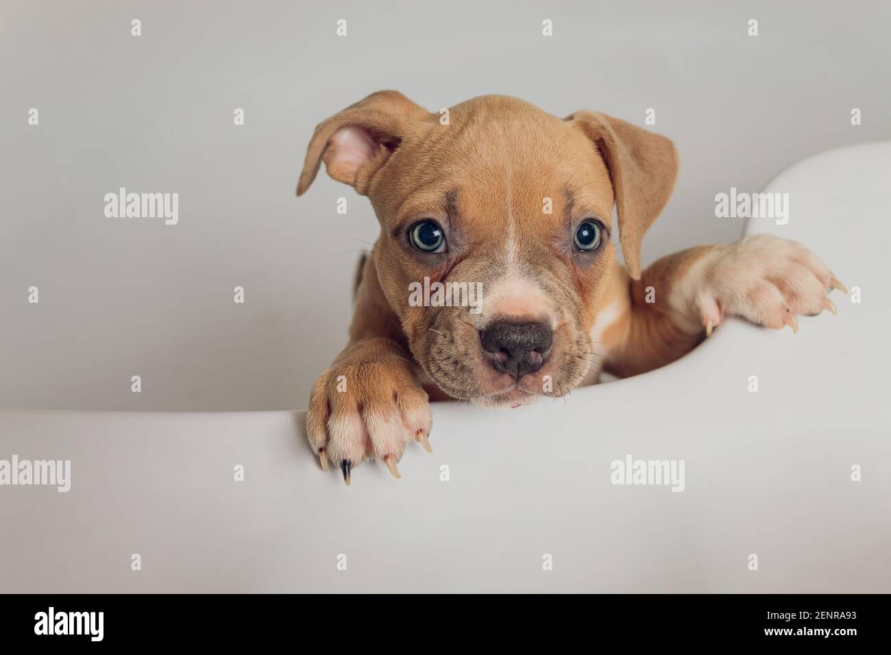 How Long After Advocate Can I Bathe Dog