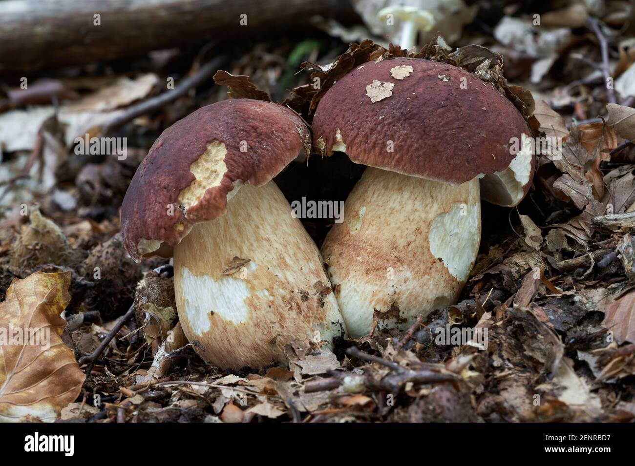 Edible mushroom Boletus pinophilus in the beech forest. Known as pine bolete or pinewood king