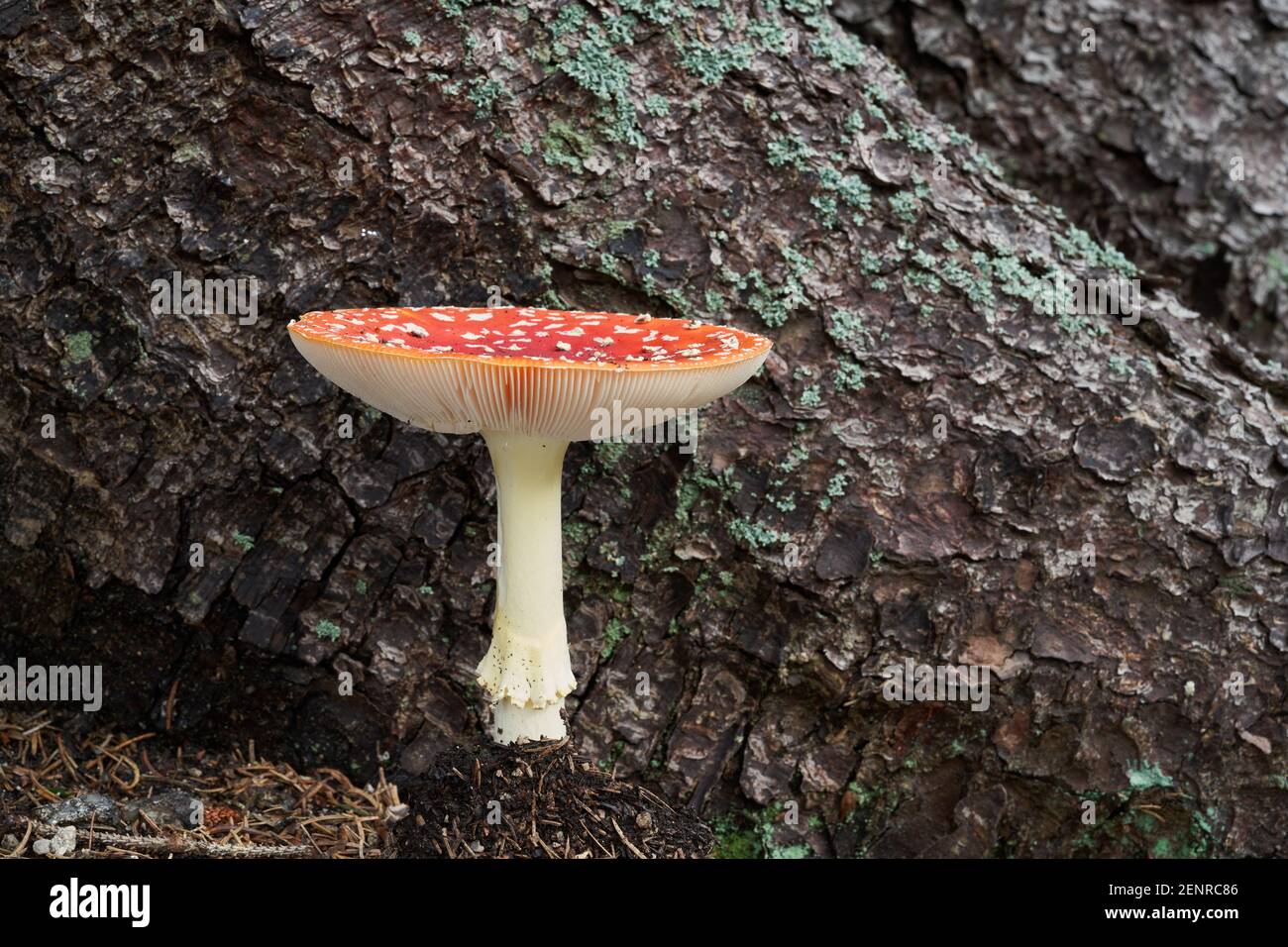 Poisonous mushroom Amanita muscaria in the spruce forest. Known as fly agaric or fly amanita. Wild mushroom grows next to a spruce trunk. Stock Photo
