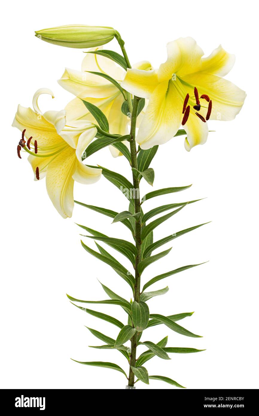 Flower of yellow oriental lily, isolated on white background Stock ...