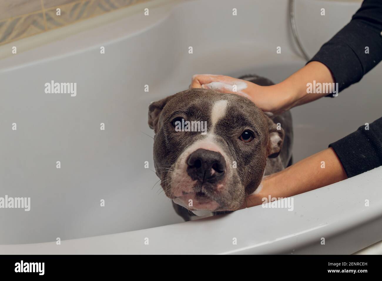 American Bully bathing, Pitbull, dog cleaning, dog wet a bath Stock Photo