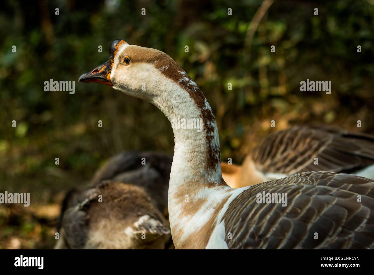 Tribe Stictonettini, Ducks, Geese, and Swans and the Freckled Duck or Stictonetta naevosa, Anserini is a tribe of ducks containing the geese and swans Stock Photo