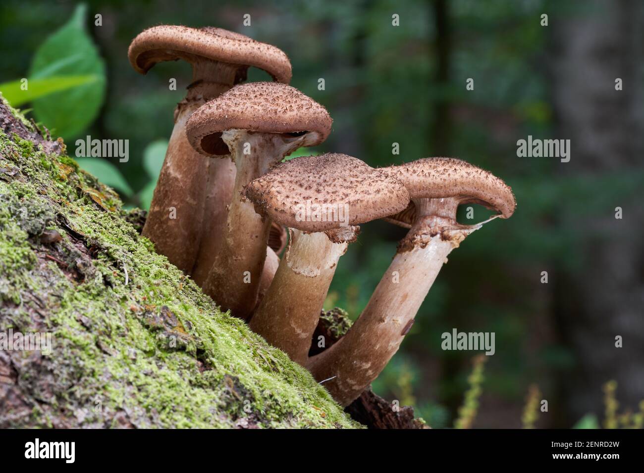 Edible mushroom Armillaria ostoyae in the spruce forest. Known as Honey Mushroom or Dark Honey Fungus. Wild mushrooms growing on a spruce stump. Stock Photo