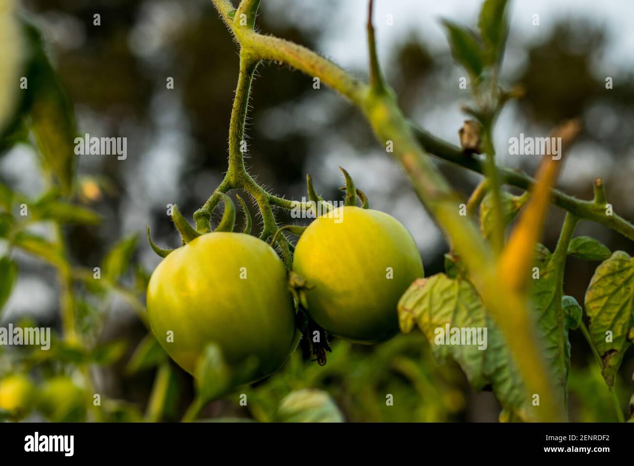 Young unripened tomatoes growing on a vine also called green unripened cherry tomatoes growing in the greenhouse Stock Photo