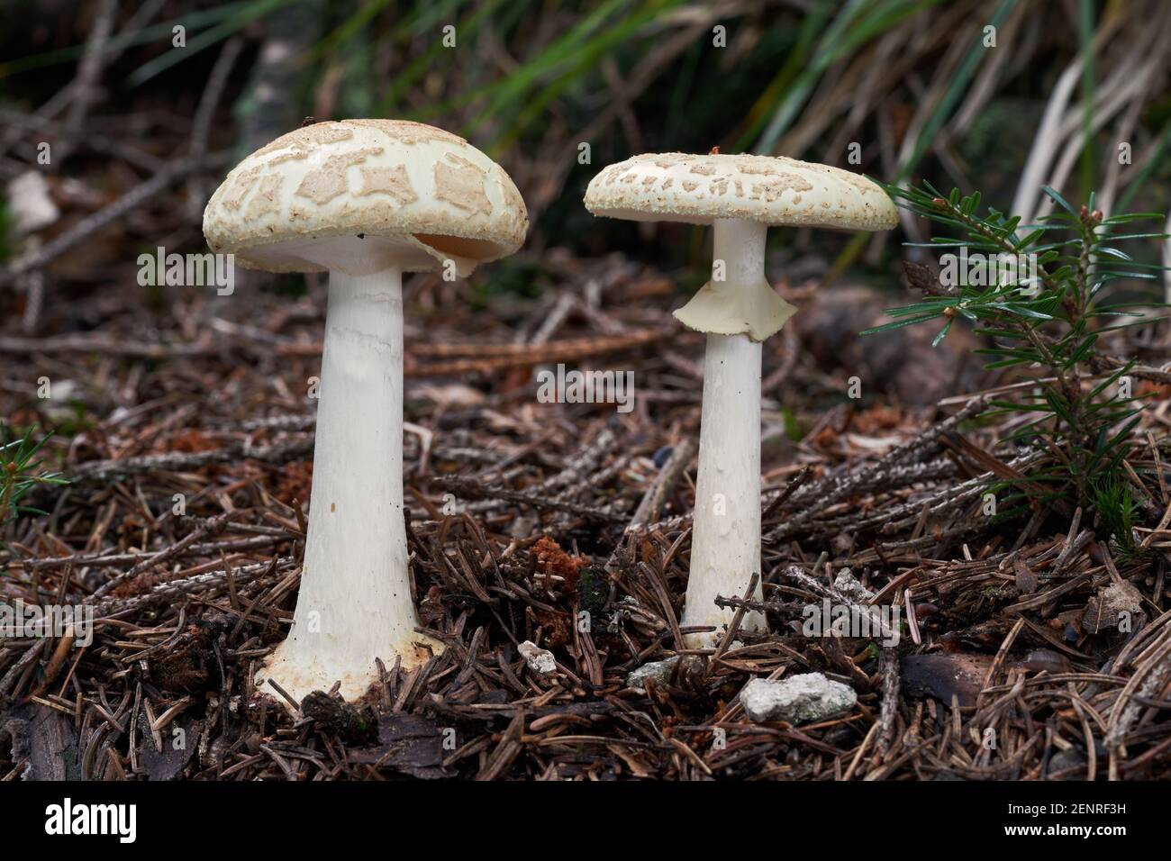 Inedible mushroom Amanita citrina in the spruce forest. Known as false death cap or Citron Amanita. Wild mushrooms growing in the needles. Stock Photo