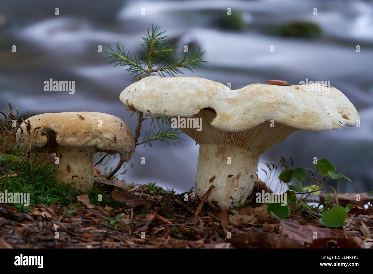 Inedible mushroom Lactifluus vellereus in the mixed forest. Known as Fleecy Milkcap. Wild mushrooms growing next to a stream. Stock Photo