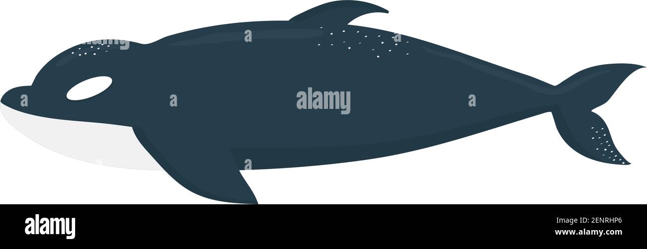 killer whale on a white background Stock Vector Image & Art - Alamy