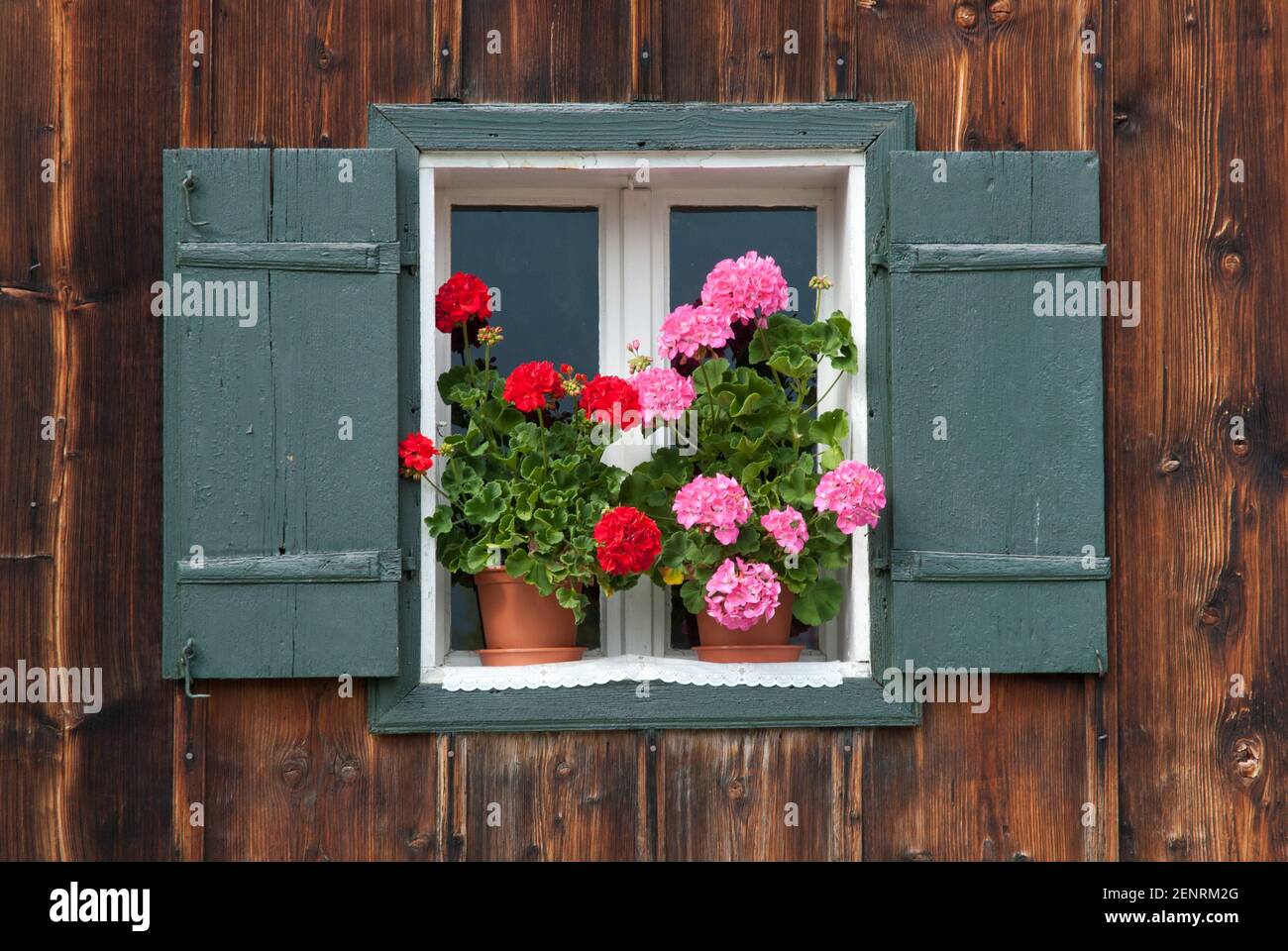 window in old wooden house with green window shutters and ping and red pelargonium, Salzkammergut, Austria Stock Photo