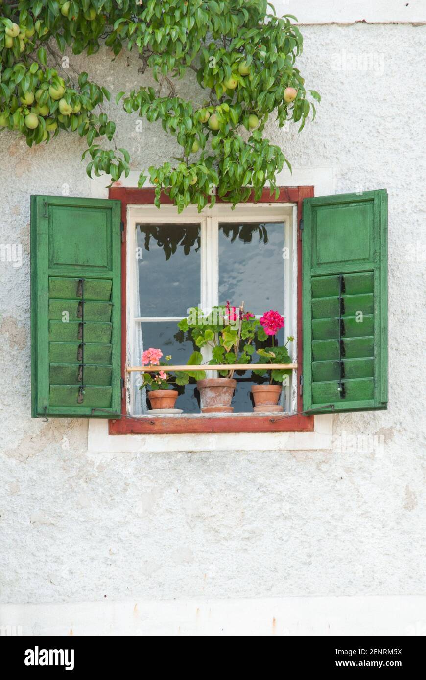 pelargonium in window with green shutters at old alpine house with espalier pear tree on front, Salzkammergut, Austria Stock Photo