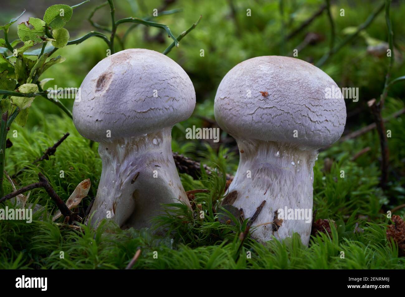 Inedible mushroom Cortinarius traganus in the spruce forest. Known as gassy webcap. Wild mushrooms growing in the moss. Stock Photo
