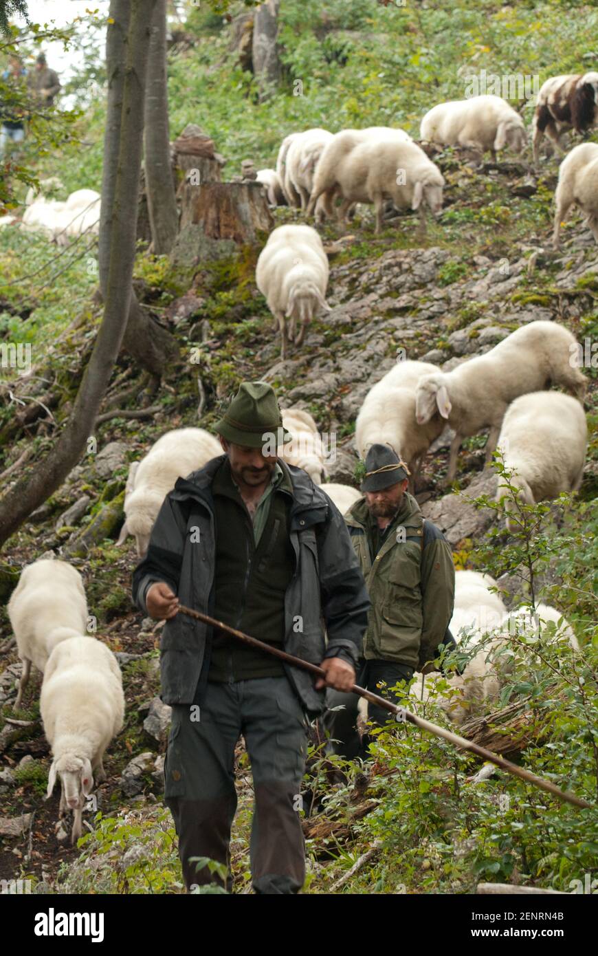 Schaftag, rounding up sheep, on Huetteneckalm, Bad Goisern, Salzkammergut, Austria Stock Photo