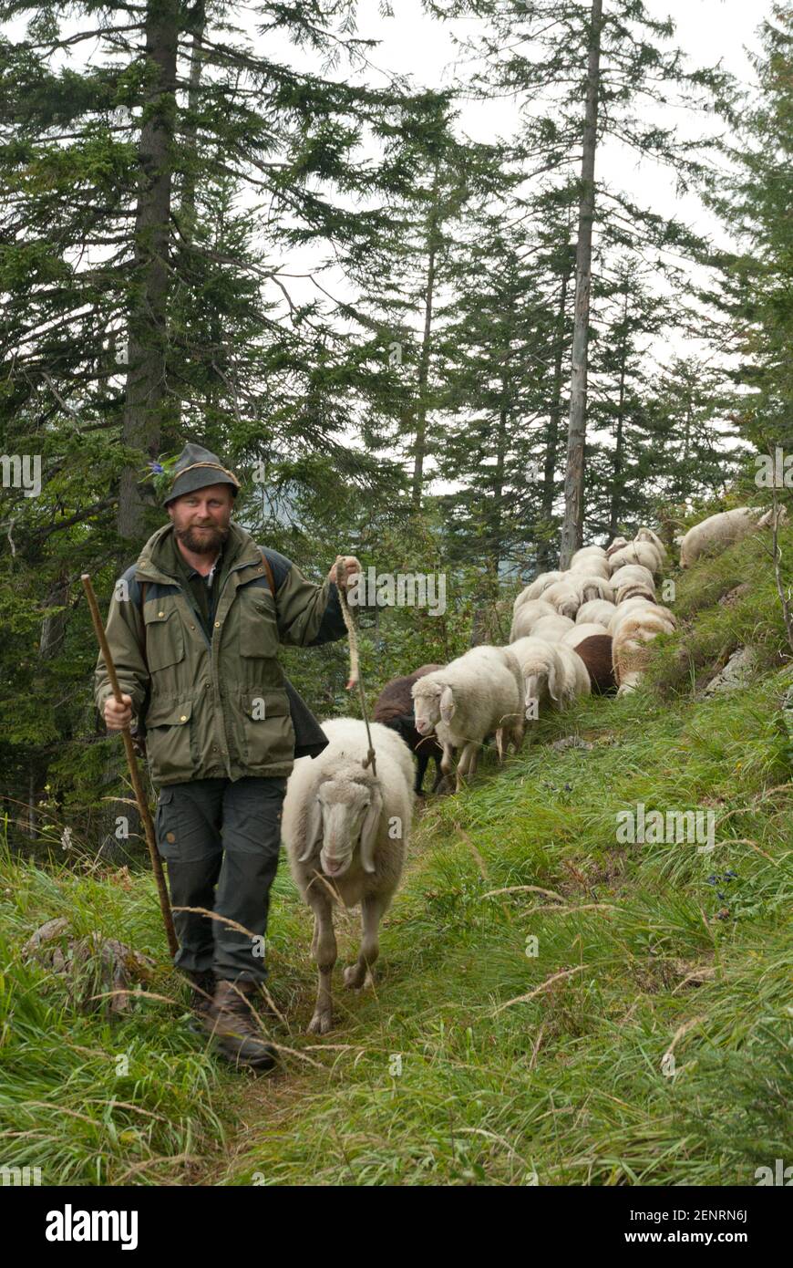 Schaftag, rounding up sheep, on Huetteneckalm, Bad Goisern, Salzkammergut, Austria Stock Photo