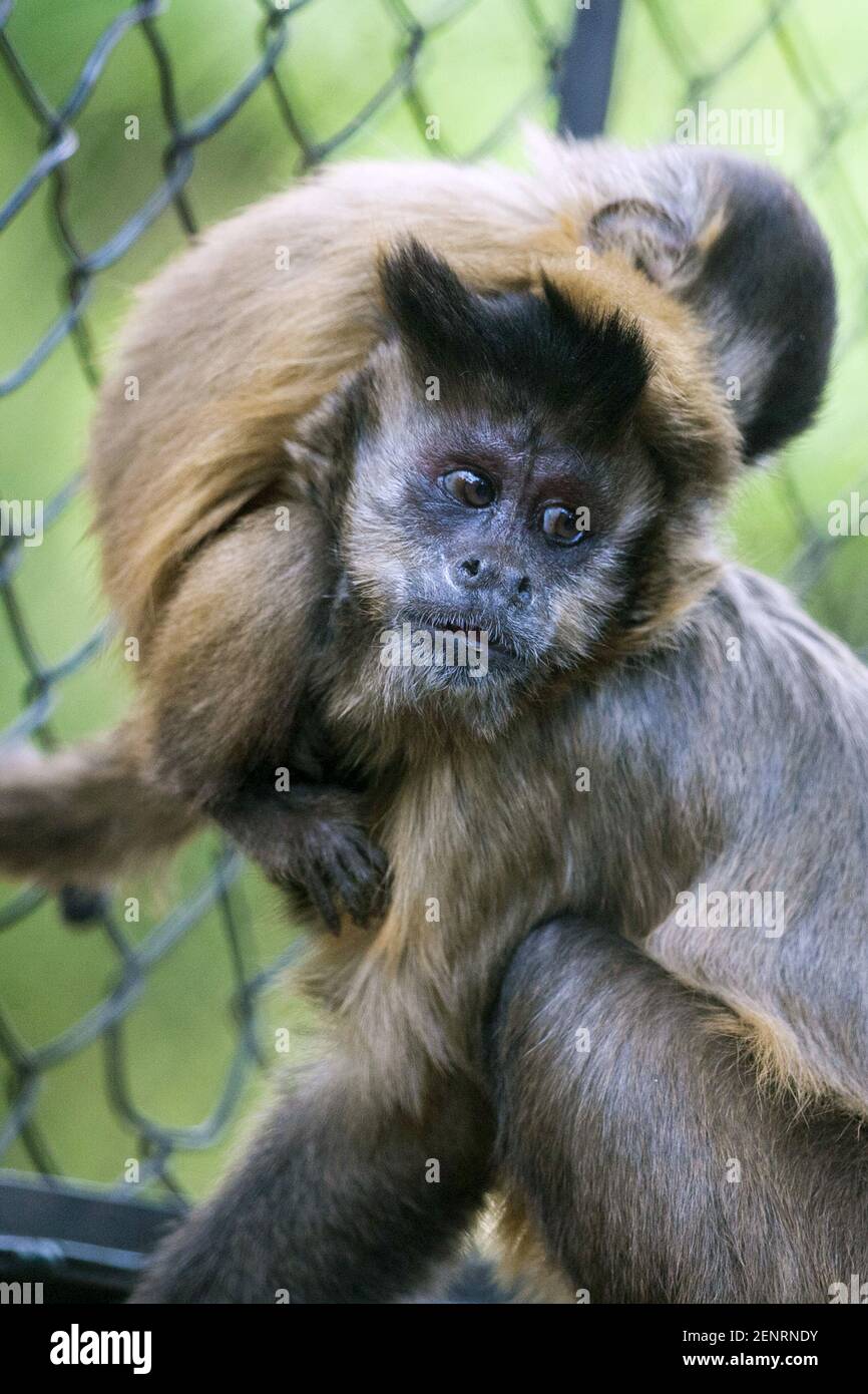 A monkey with her baby are seen in a zoo on September 17, 2019 in