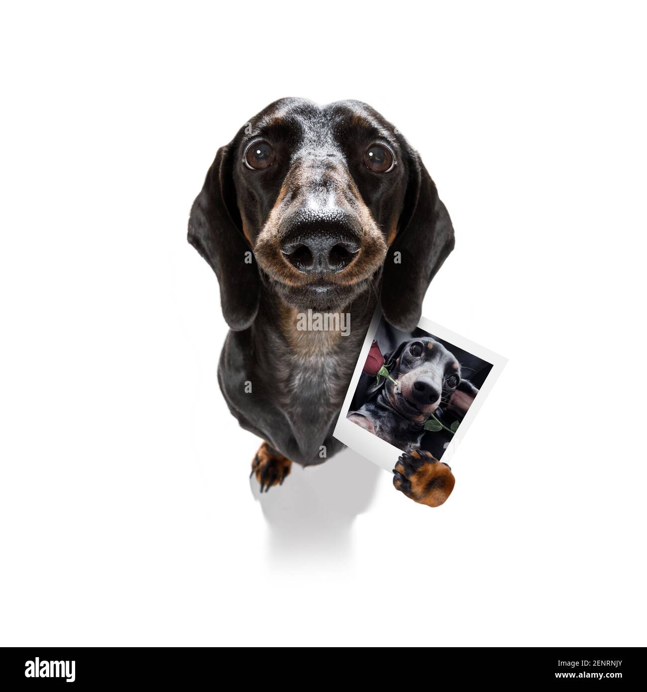 super funny dachshund dog holding a photograph with old retro