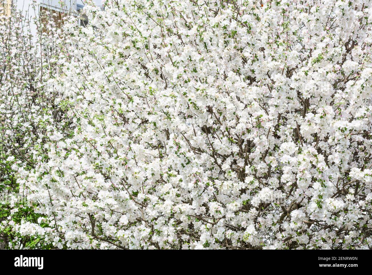 Branches of flowering apple trees in June, horizontal format Stock Photo