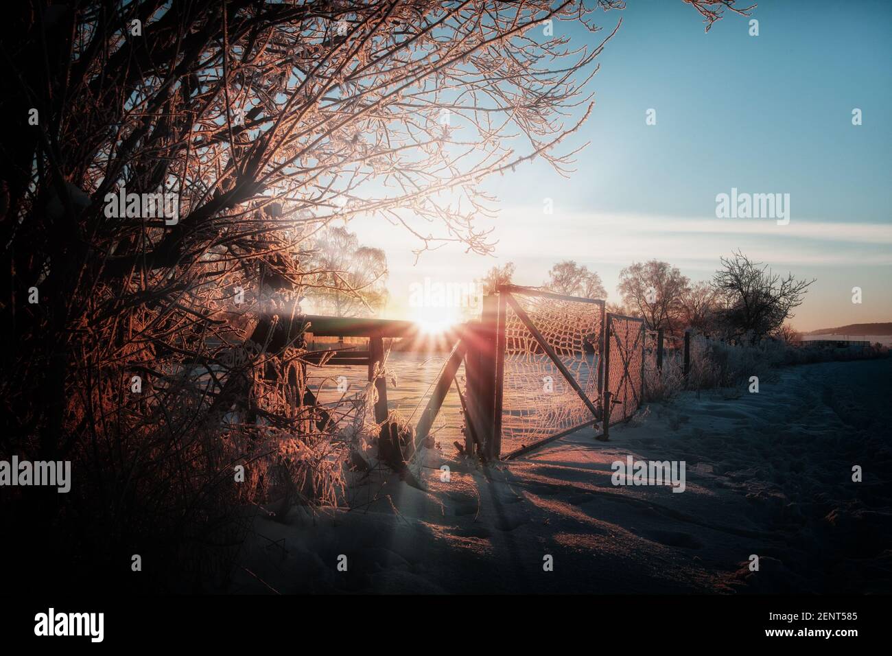 Oak tree snow sunset hi-res stock photography and images - Alamy
