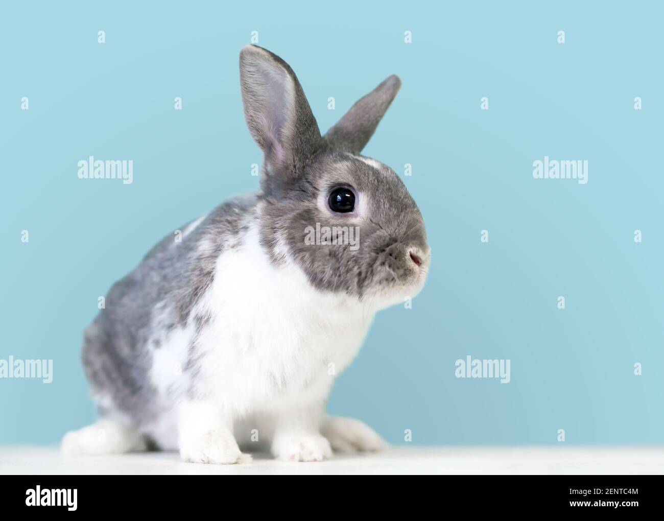 A cute gray and white Dwarf mixed breed pet rabbit in front of a blue background Stock Photo
