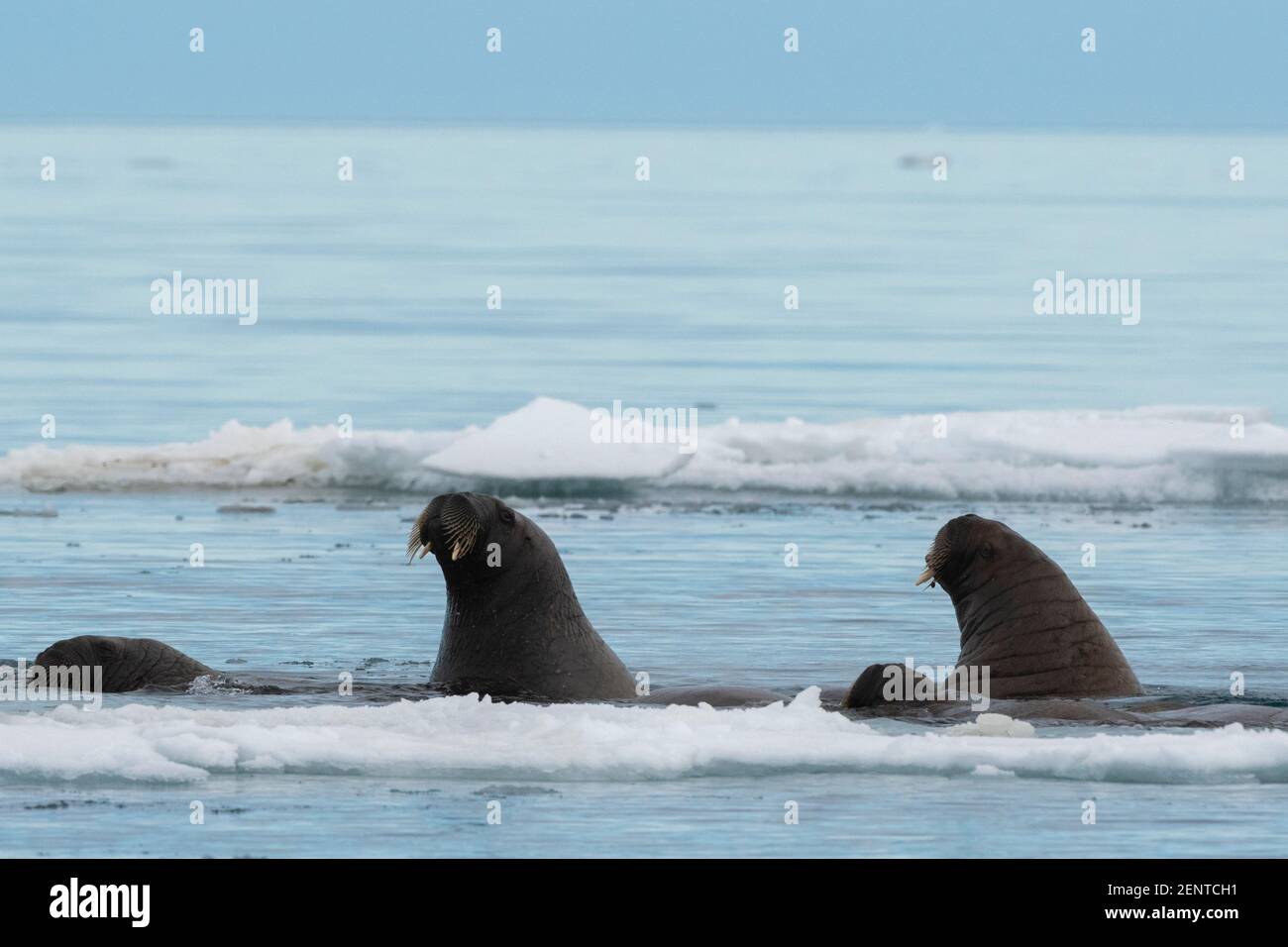 Atlantic walruses, Odobenus rosmarus, in chilly Arctic water Stock ... Biology Diagrams