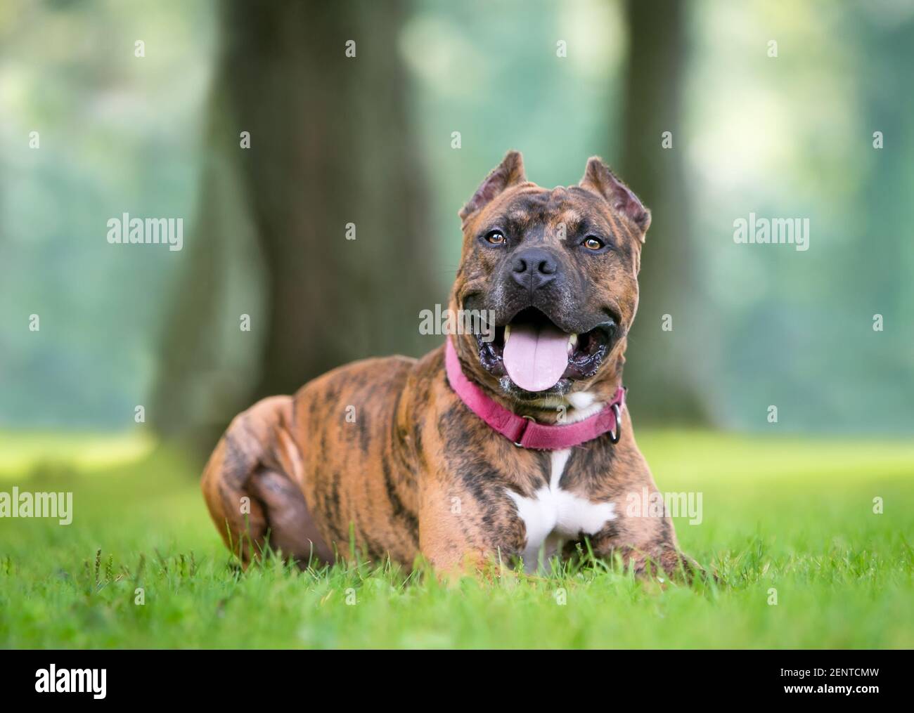 A brindle Pit Bull Terrier mixed breed dog with cropped ears lying down in the grass Stock Photo