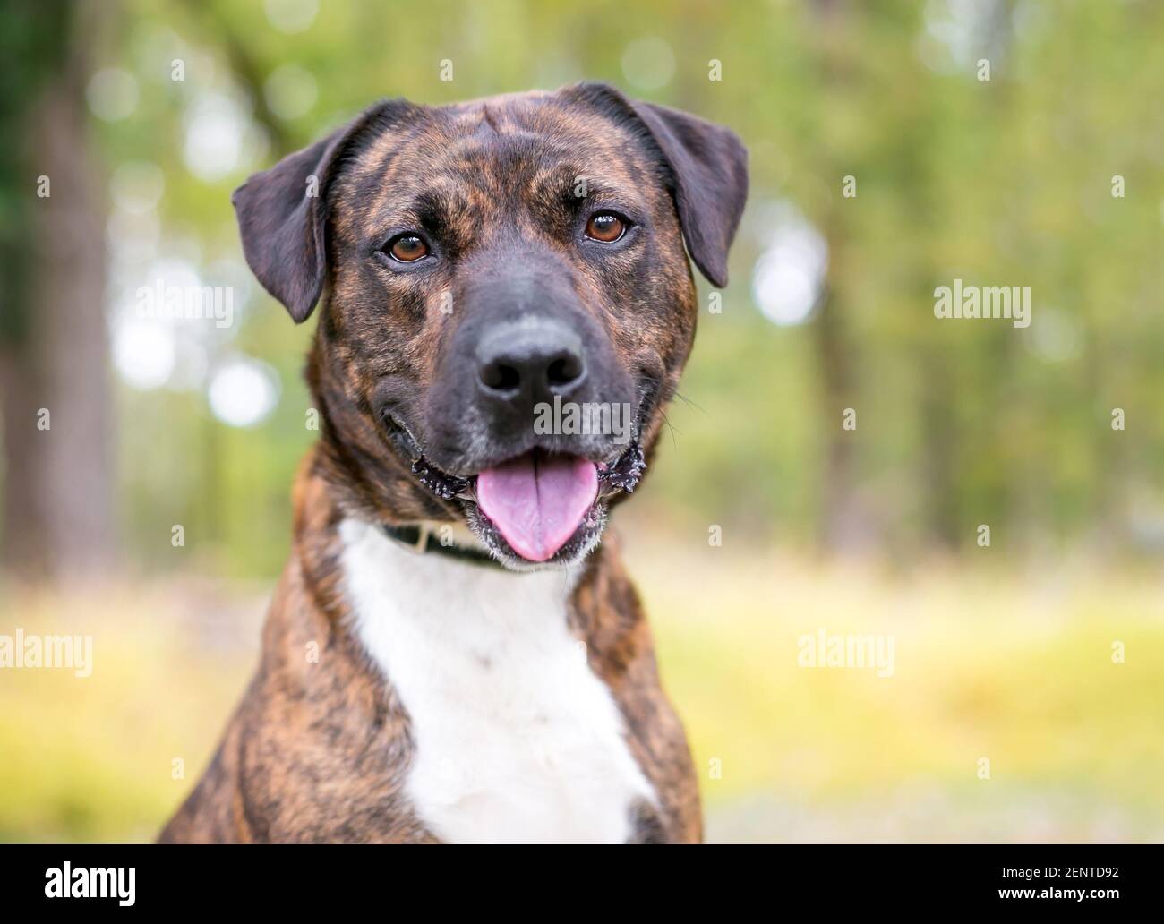 is a brindle dog a sign of a mixed breed