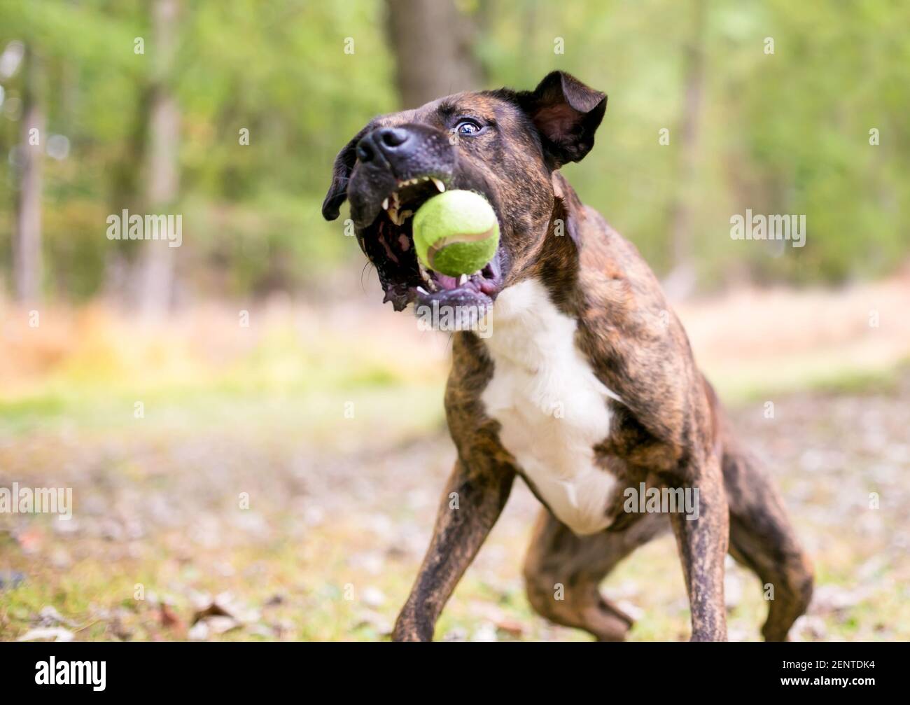 A brindle and white mixed breed dog jumping to catch a ball Stock Photo