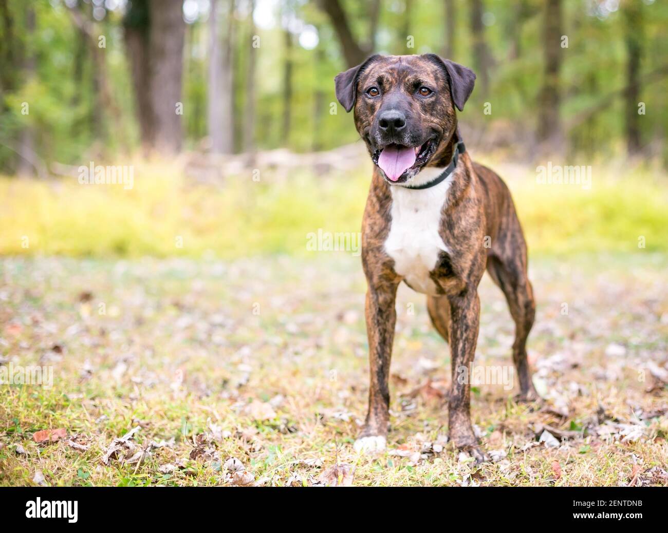 Brindle and cheap white dog