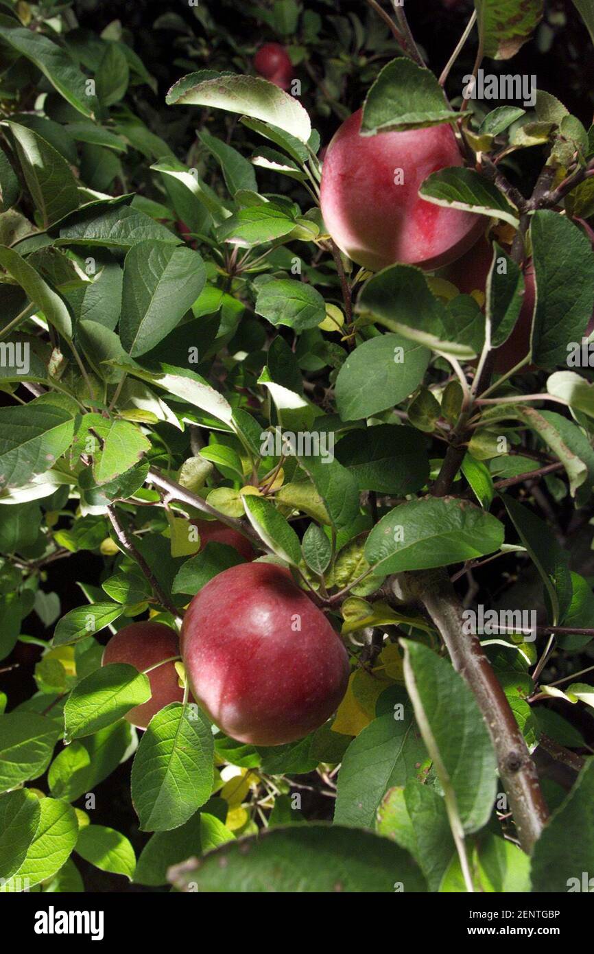 Discovered in an orchard in Ashford, Connecticut, an unusual McIntosh