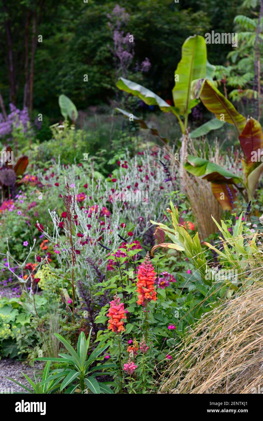 Antirrhinum majus Potomac Dark Orange,snapdragon,snapdragons,orange,flowers,blooms,blossoms,annuals,bedding plants,musa sikkimensis bengal tiger,leave Stock Photo