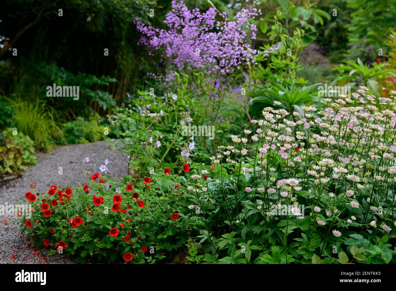 astrantia bo ann,Potentilla thurberi Monarch's Velvet,Thalictrum delavayi, Chinese meadow-rue,white red purple flowers,flowering,mixed bed,border,mixe Stock Photo
