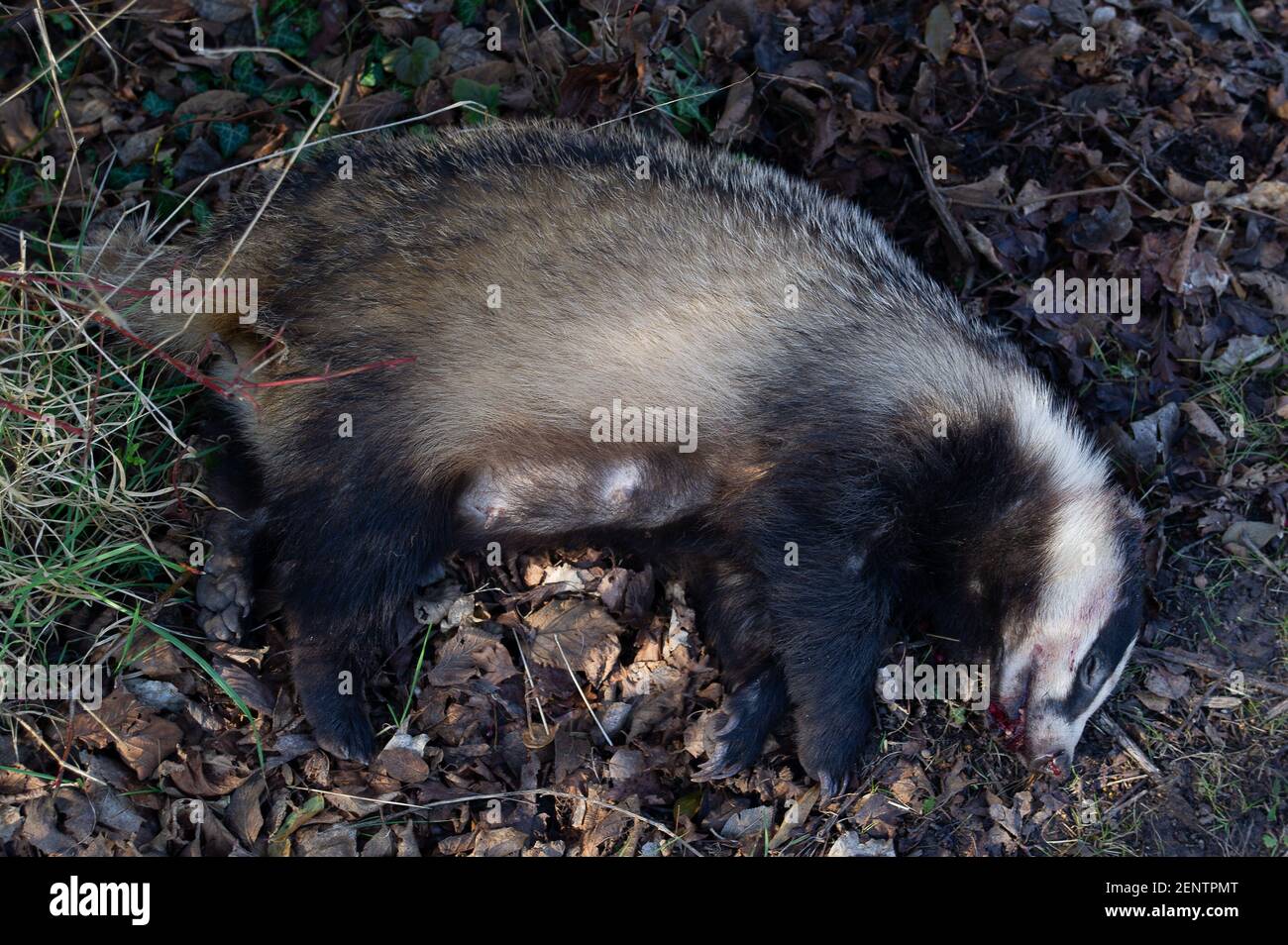 Aylesbury, Buckinghamshire, UK. 26th February, 2021. The tragic sight of a dead badger next to a road near to an HS2 compound in Aylesbury. HS2 have been evicting hundreds of badgers from their homes in the Chilterns by strimming vegetation near badger setts and putting one way gates on them so that the badgers cannot return to their homes. It is possible that this beautiful female badger may have been one displaced by HS2 and possibly have left cubs behind. Without milk from their mother any cubs would starve to death. Credit: Maureen McLean/Alamy Live News Stock Photo