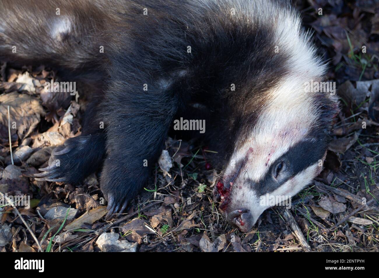 Aylesbury, Buckinghamshire, UK. 26th February, 2021. The tragic sight of a dead badger next to a road near to an HS2 compound in Aylesbury. HS2 have been evicting hundreds of badgers from their homes in the Chilterns by strimming vegetation near badger setts and putting one way gates on them so that the badgers cannot return to their homes. It is possible that this beautiful female badger may have been one displaced by HS2 and possibly have left cubs behind. Without milk from their mother any cubs would starve to death. Credit: Maureen McLean/Alamy Live News Stock Photo