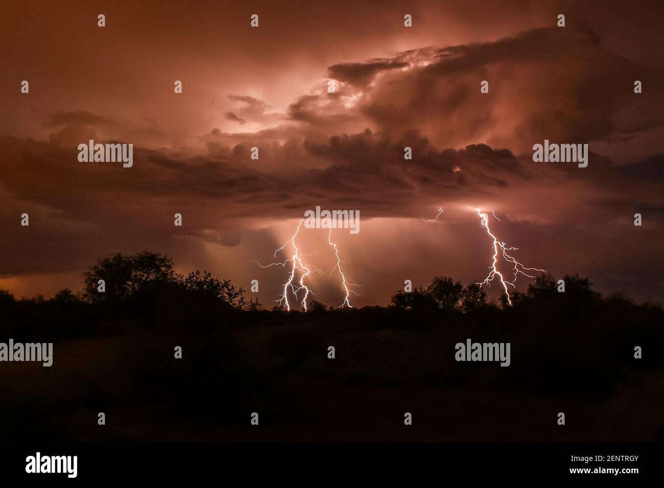 Lightning strike during summer thunderstorm, in Arizona's Sonoran Desert. Three bolts extend down from the clouds, which are backlit by the discharge. Stock Photo