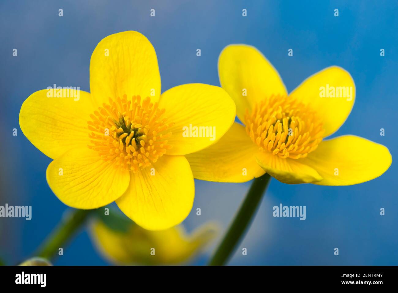Bluehende Sumpfdotterblumen, Caltha palustris Stock Photo
