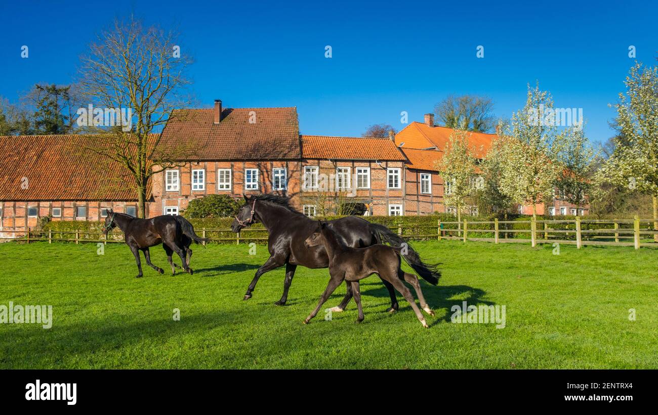 Pferde auf Gut Fuechtel in Vechta Stock Photo