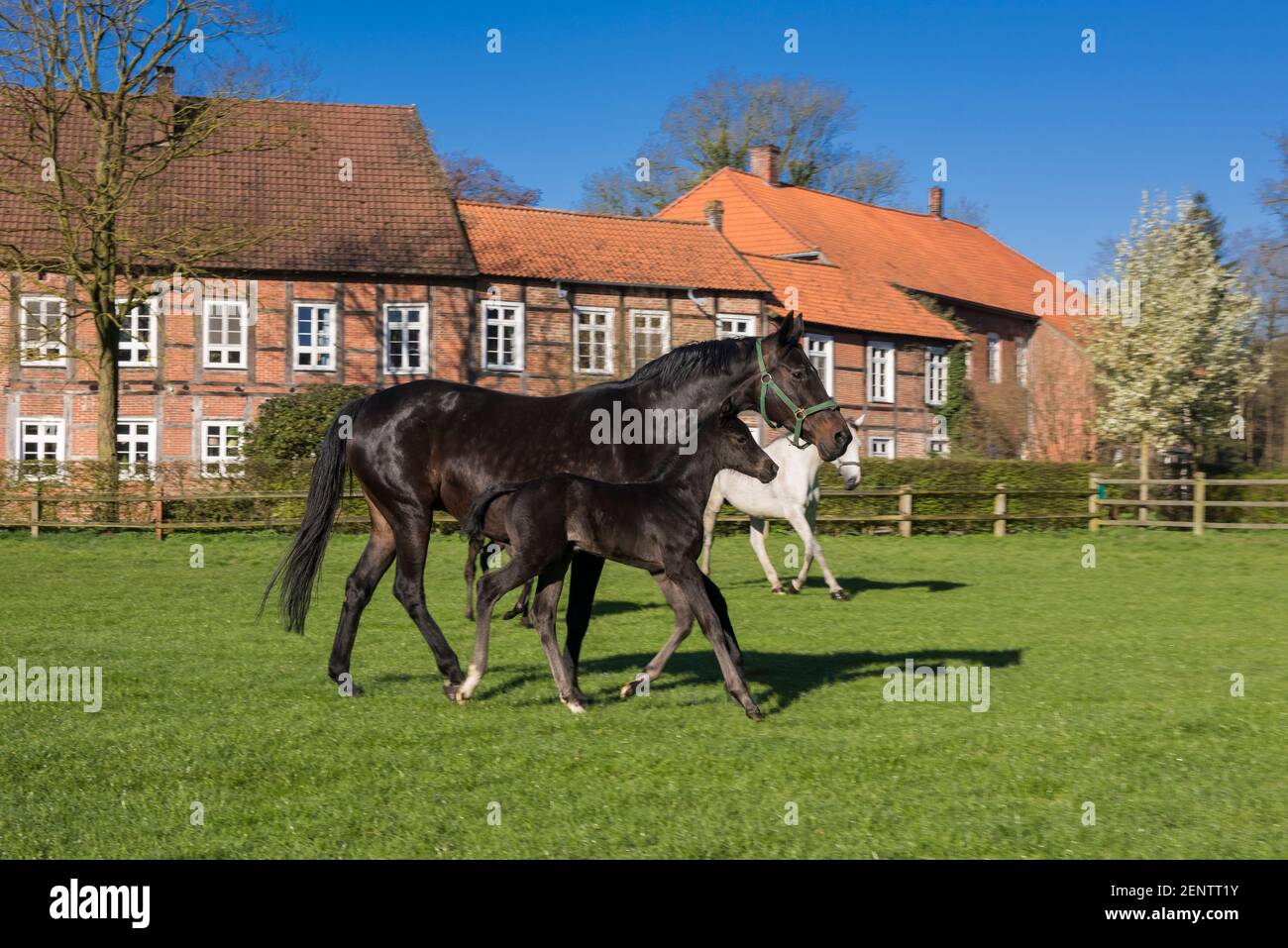 Pferde auf Gut Fuechtel in Vechta Stock Photo