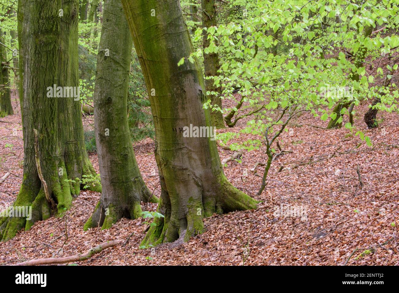 Wald im Fruehling, Dammer Berge Stock Photo