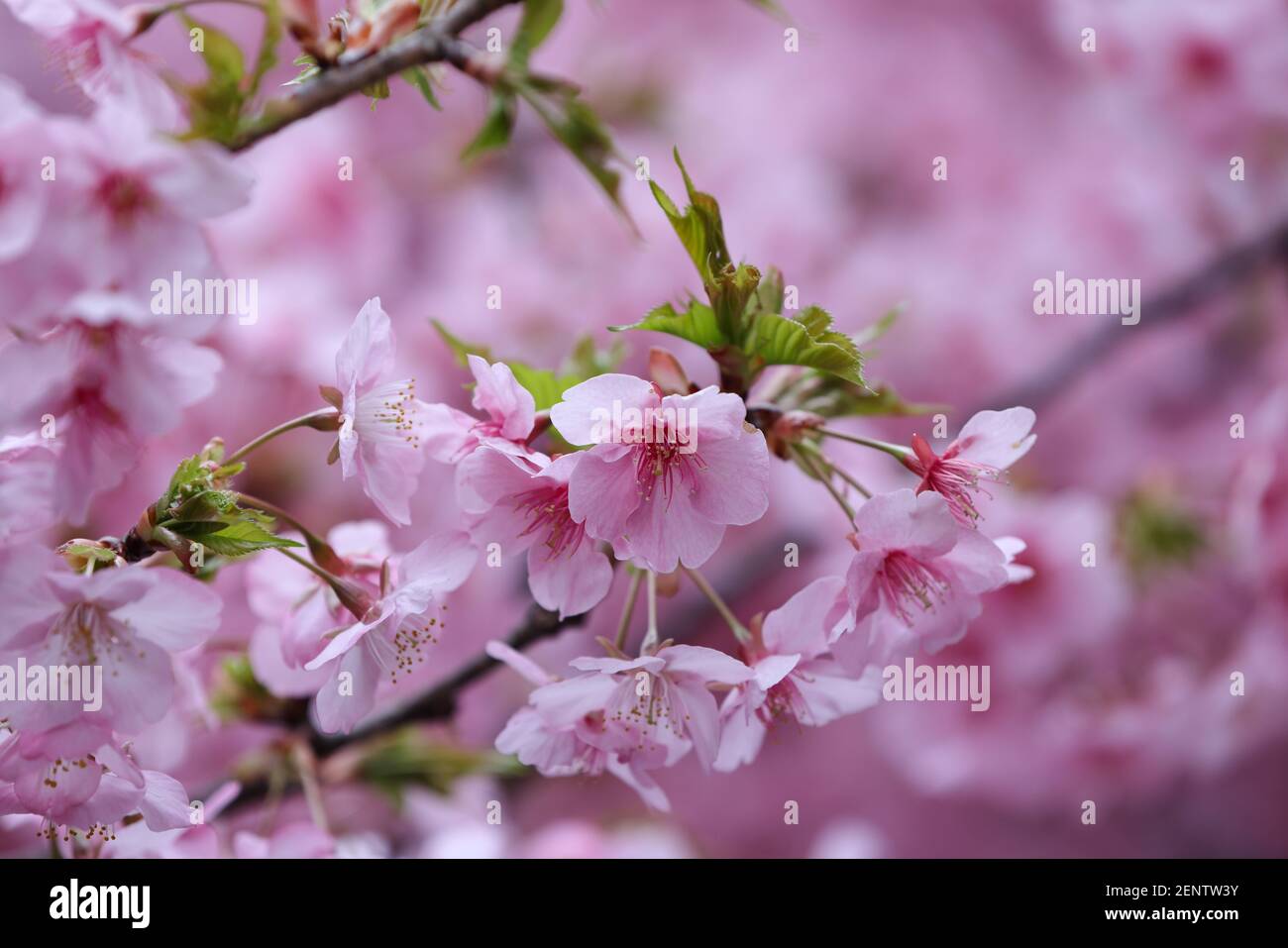 Blossoms of the Kozu Zakura tree at Sakura Jingu Shrine.The Cherry ...