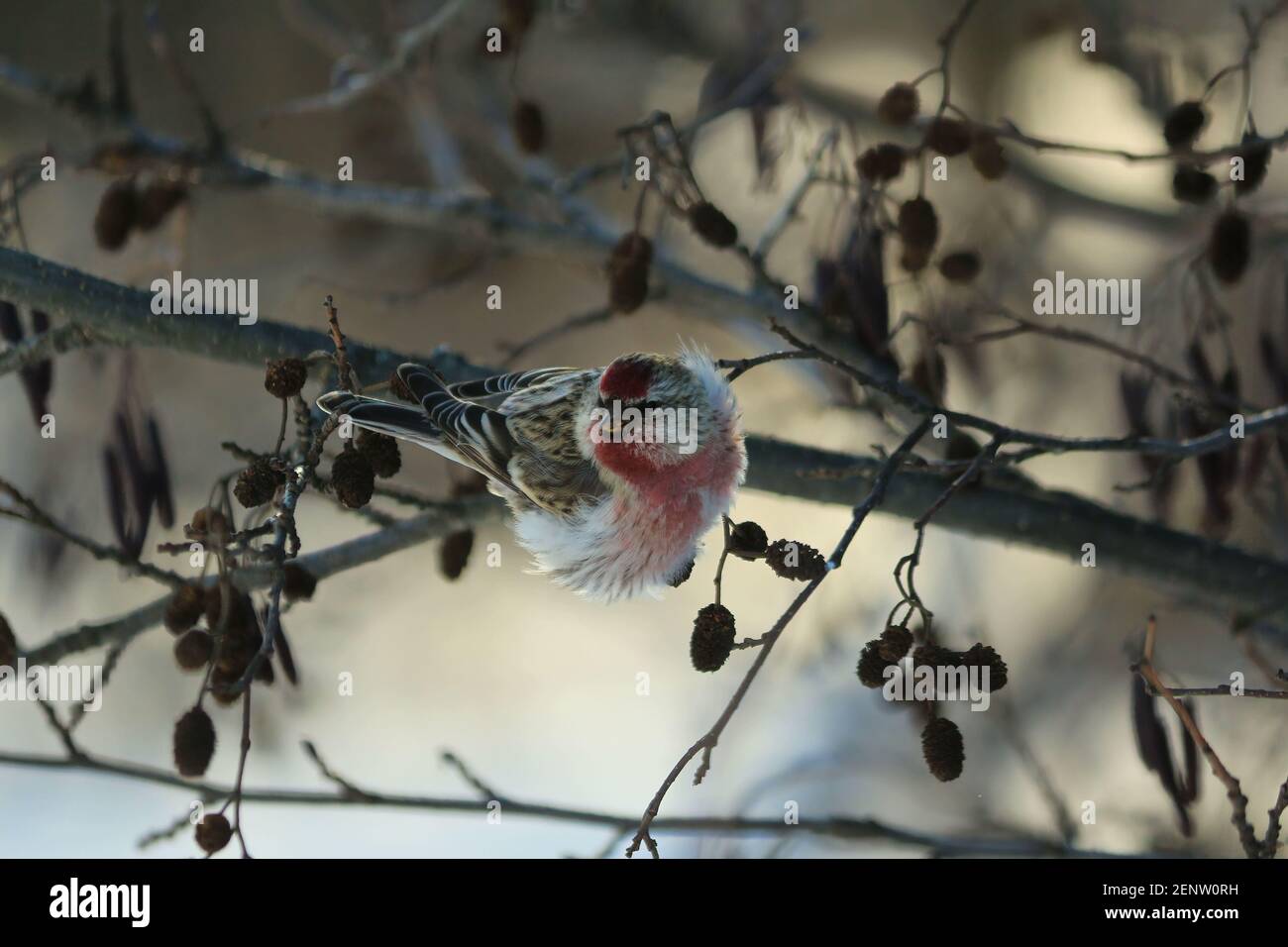 Bluish Brown Wings High Resolution Stock Photography and Images - Alamy