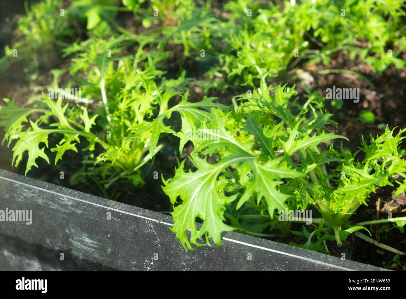 Leaves of Japanese mizuna greens growing in plastic container in greenhouse in winter February 2021 Wales UK KATHY DEWITT Stock Photo