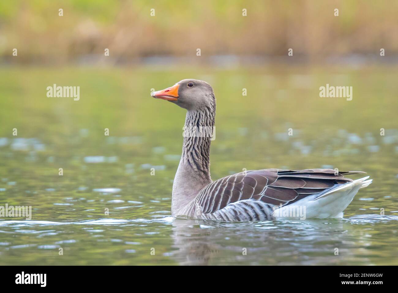 Closeup of a Greylag goose, Anser Anser, swimming in water Stock Photo