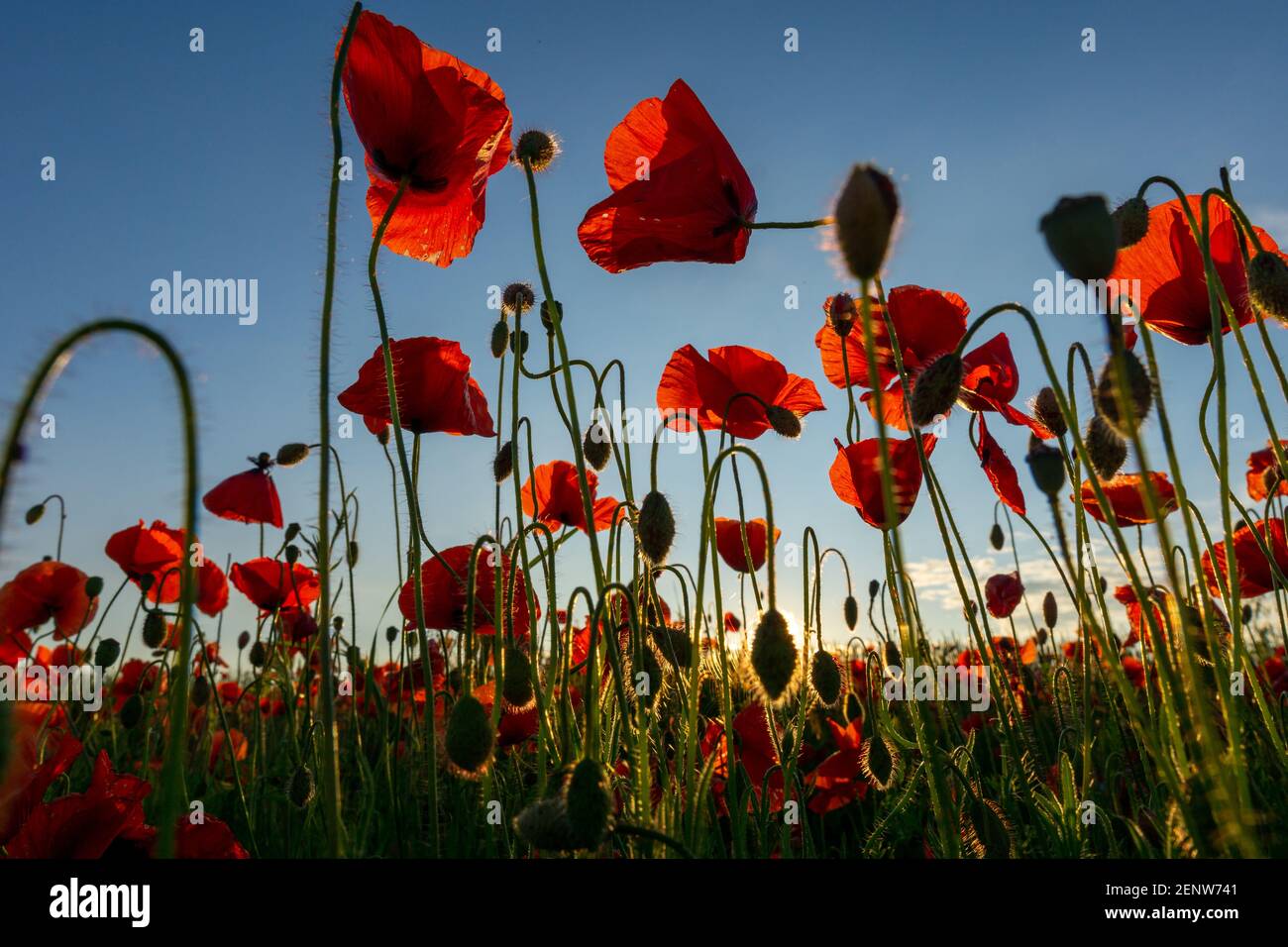 Flowers Red poppies blossom on wild field. Beautiful field red poppies with selective focus. Red poppies in soft light Stock Photo