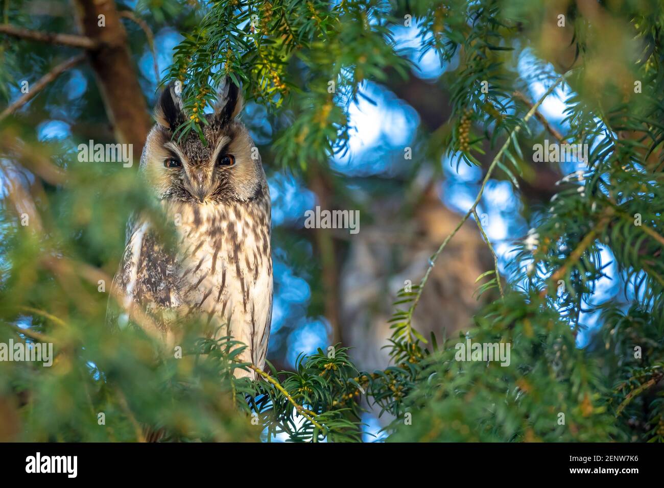 Long eared owl, Asio otus, bird of prey perched and resting in a tree wih snow in winter daytime colors facing camera. Stock Photo