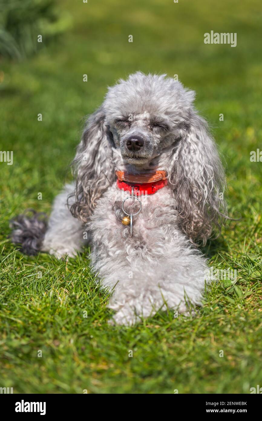 Gray poodle hi res stock photography and images Alamy
