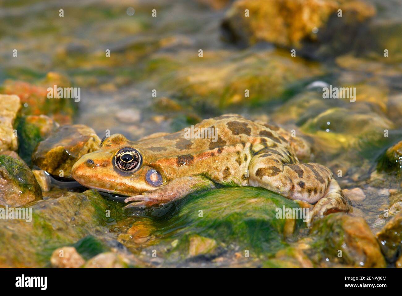 Levant Water Frog, Pelophylax bedriagae Stock Photo