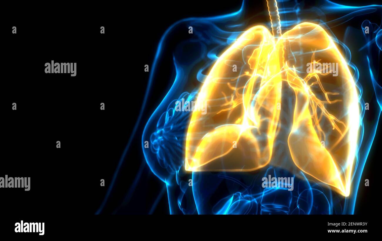 cg medicine 3d illustration, orange lungs on x ray scan Stock Photo Alamy